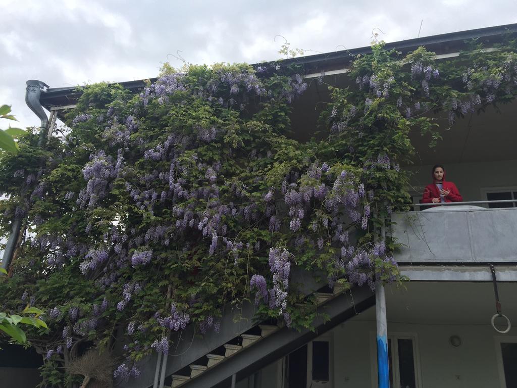 Guesthouse Natali เทลาวี ภายนอก รูปภาพ